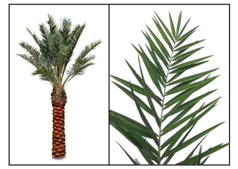 Date palm, Phoenix dactylifera Linn., DATE, Hai zao: .
